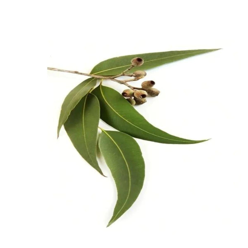 dōTERRA Eucalyptus Essential Oil Botanical