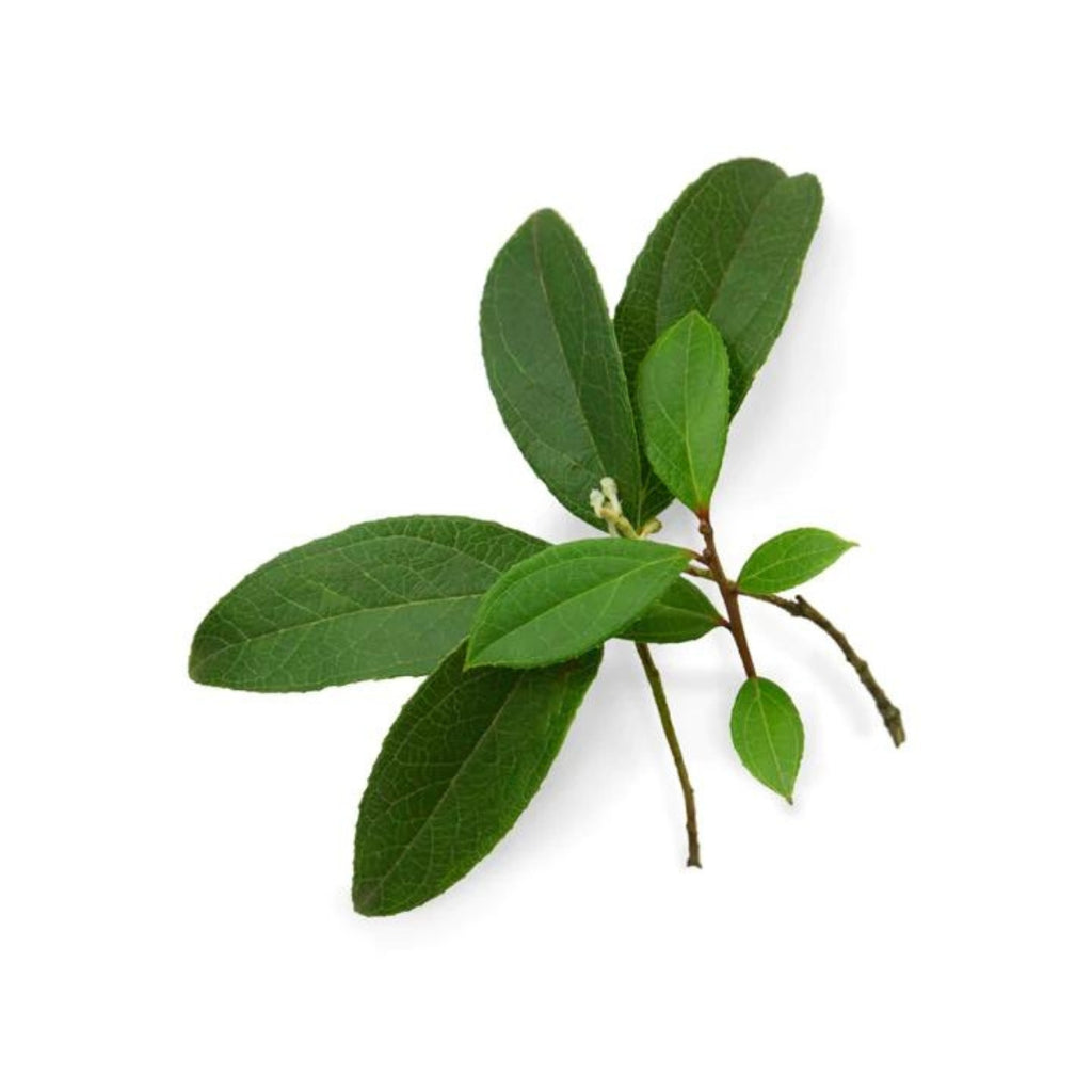 dōTERRA Wintergreen Essential Oil Botanical