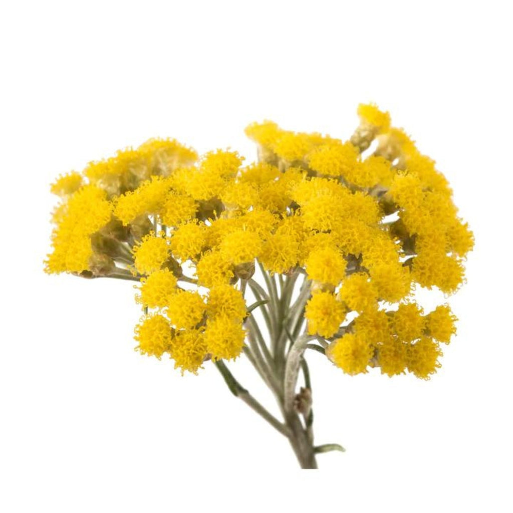 dōTERRA Helichrysum Essential Oil Botanical
