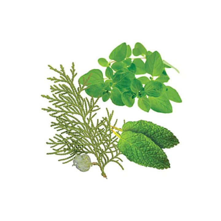 dōTERRA AromaTouch® Essential Oil Blend Botanical